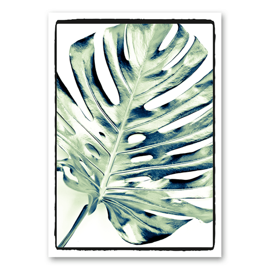 A4 | Monstera