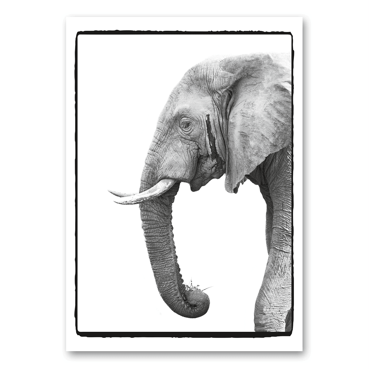 A5 | Elefant