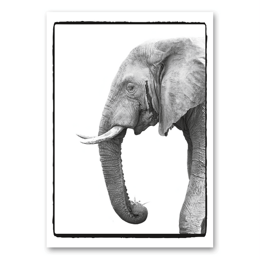 A5 | Elefant