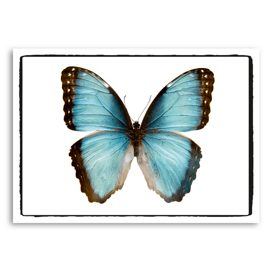A5 | Schmetterling