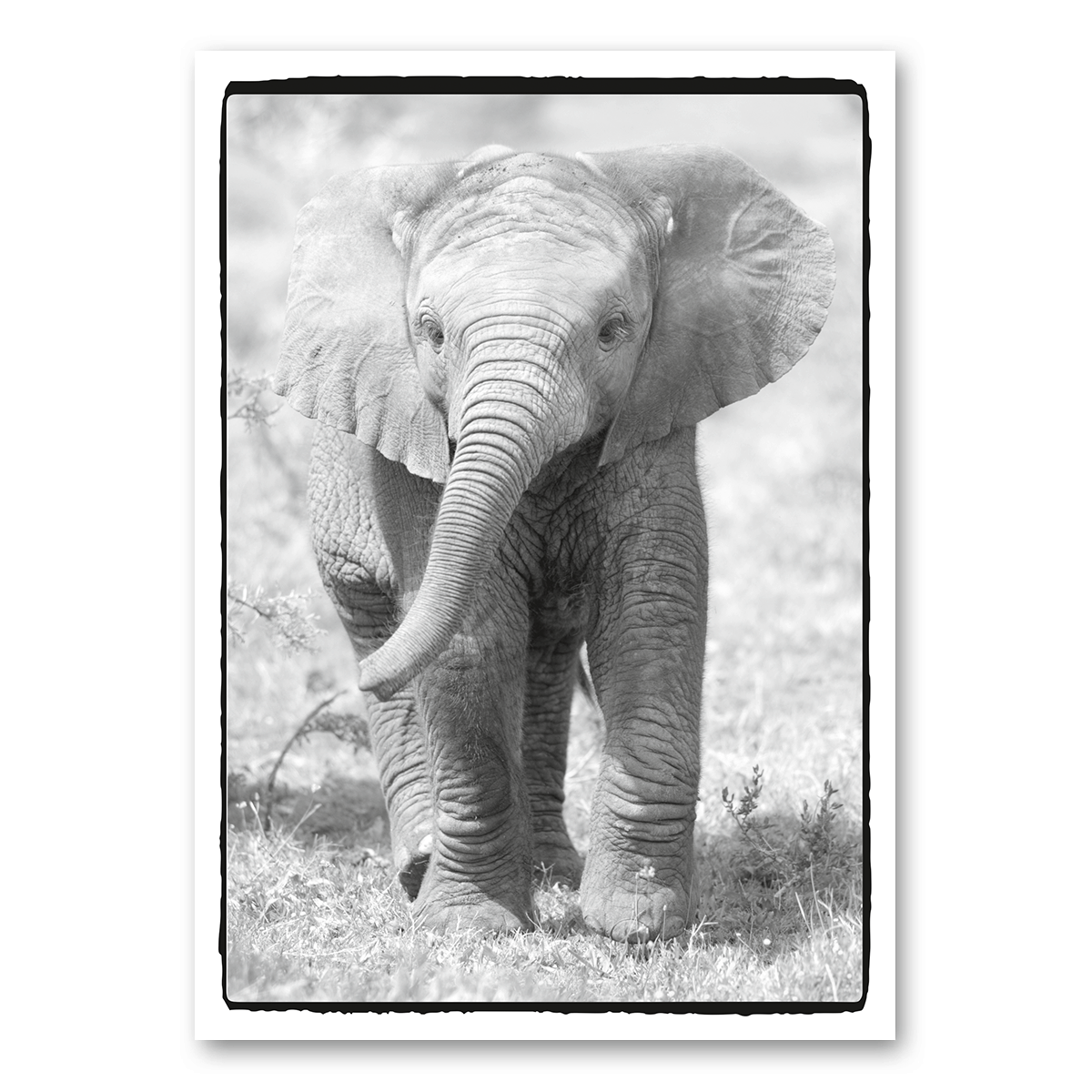 A5 | Elefantenbaby