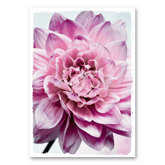 A5 | Pink Flower